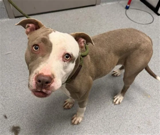 A young medium-sized female Pit Bull Terrier dog named Sol for adoption in Indianapolis, IN