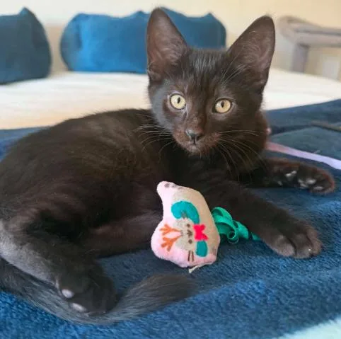 A baby medium-sized male Black Domestic Short Hair cat named Finn for adoption in Battle Creek, MI