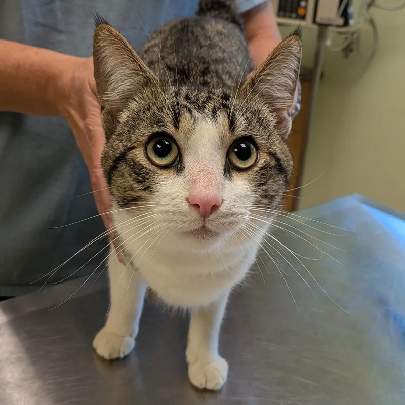 A young medium-sized male Brown / Chocolate Domestic Short Hair cat named Enrique Purrnandez for adoption in Toledo, OH