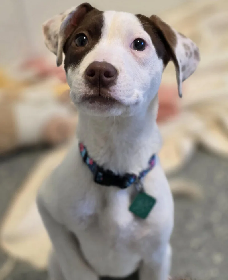 A baby large-sized female Pit Bull Terrier dog named Louise for adoption in Oxford, MI