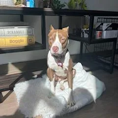 A young medium-sized female Brown / Chocolate Terrier dog named Erin for adoption in Wake Forest, NC