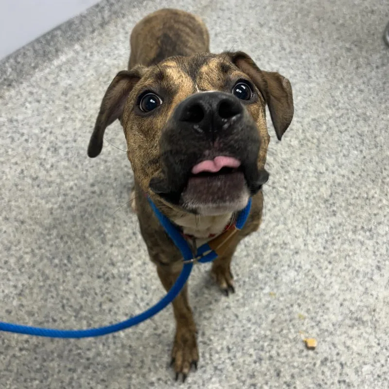 A young medium-sized male Brindle Mountain Cur dog named Symba for adoption in Decatur, GA