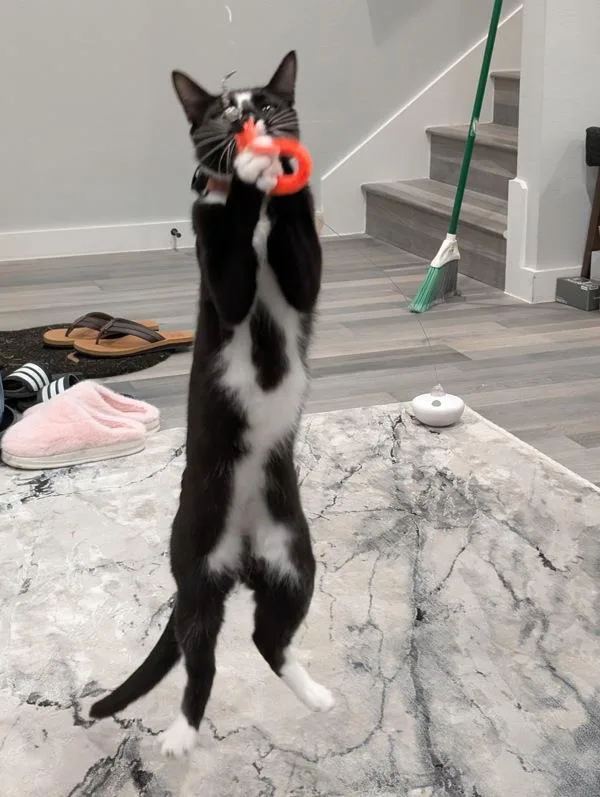 Oreo thumbnail 2