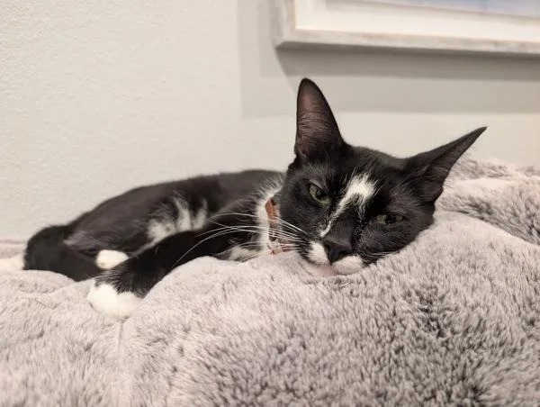 Oreo thumbnail 4