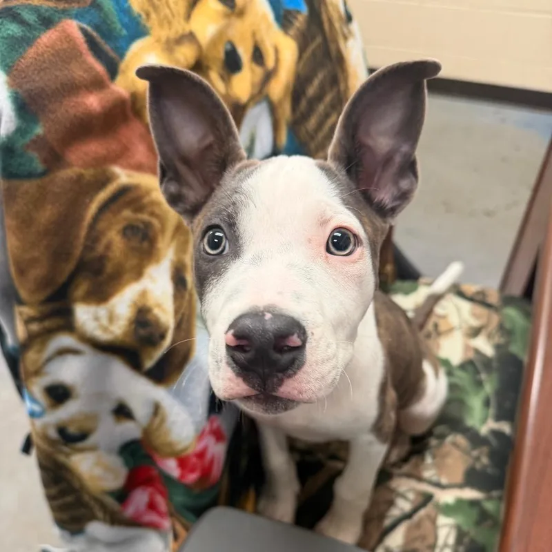 A baby small-sized male White / Cream Mixed Breed dog named Ilia for adoption in Memphis, TN