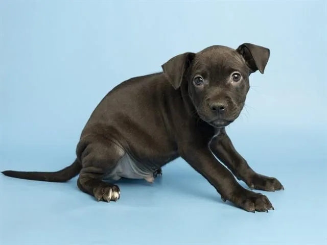 A baby small-sized male Pit Bull Terrier dog named Cajun for adoption in Phoenix, AZ