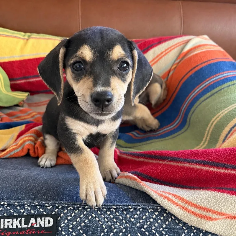 A baby small-sized female Chihuahua dog named Jewels Pup: Emerald for adoption in Falls Church, VA