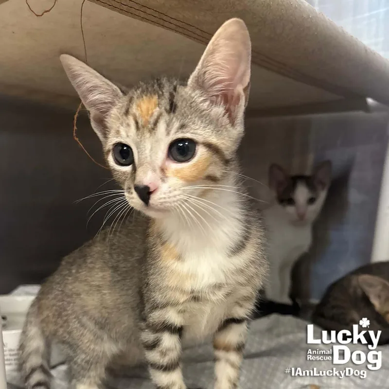 A baby medium-sized female Domestic Short Hair cat named Lyra for adoption in Washington, DC