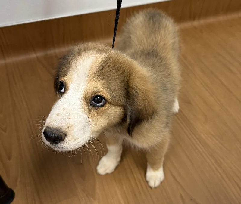 A baby large-sized female Great Pyrenees dog named Maxine DFW for adoption in Quinlan, TX