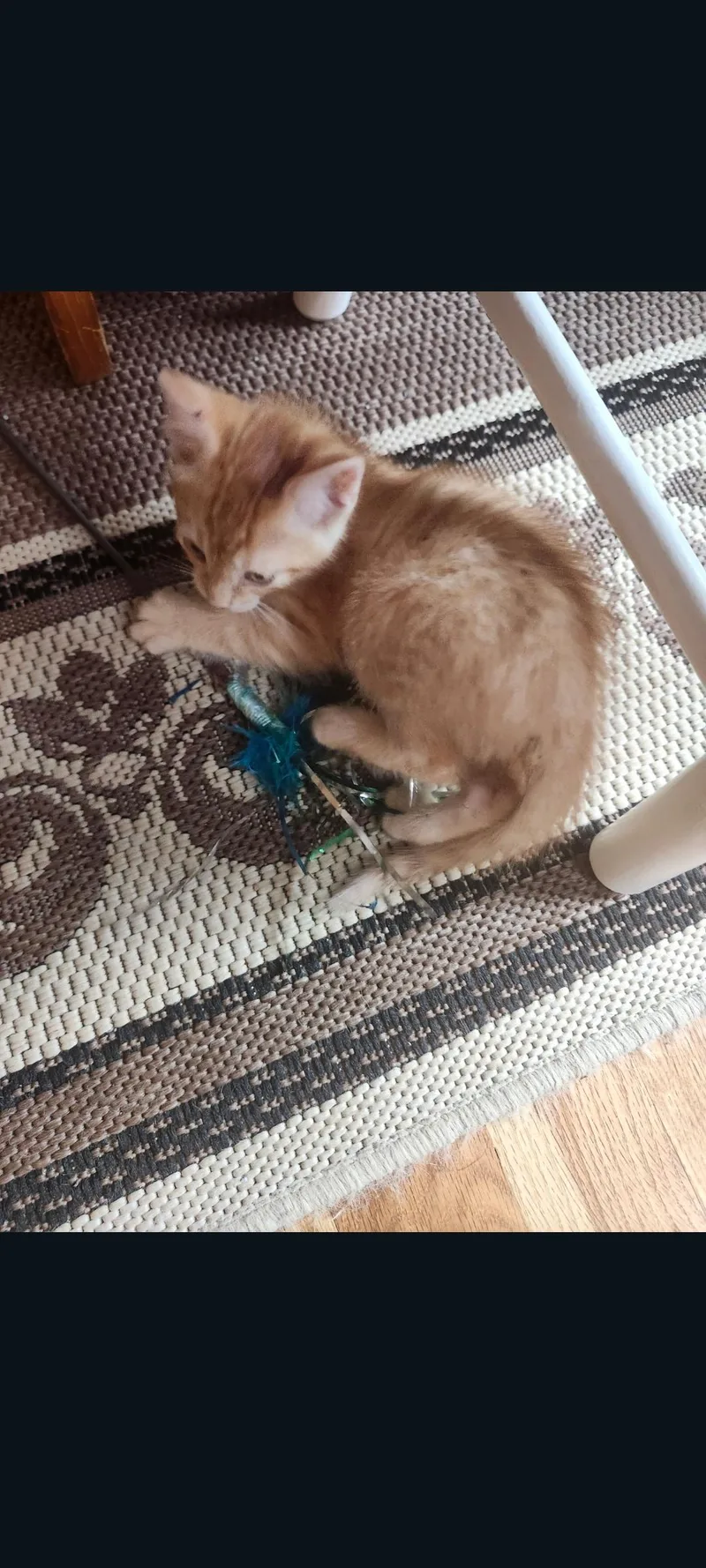 A baby small-sized female Orange & White Domestic Short Hair cat named Goldie for adoption in Lewis Center, OH