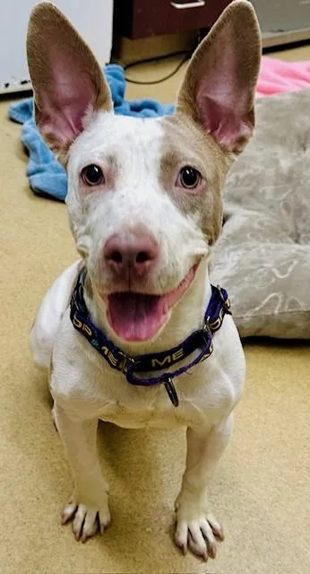 A young small-sized female Bull Terrier dog named Snowflake for adoption in Derwood, MD