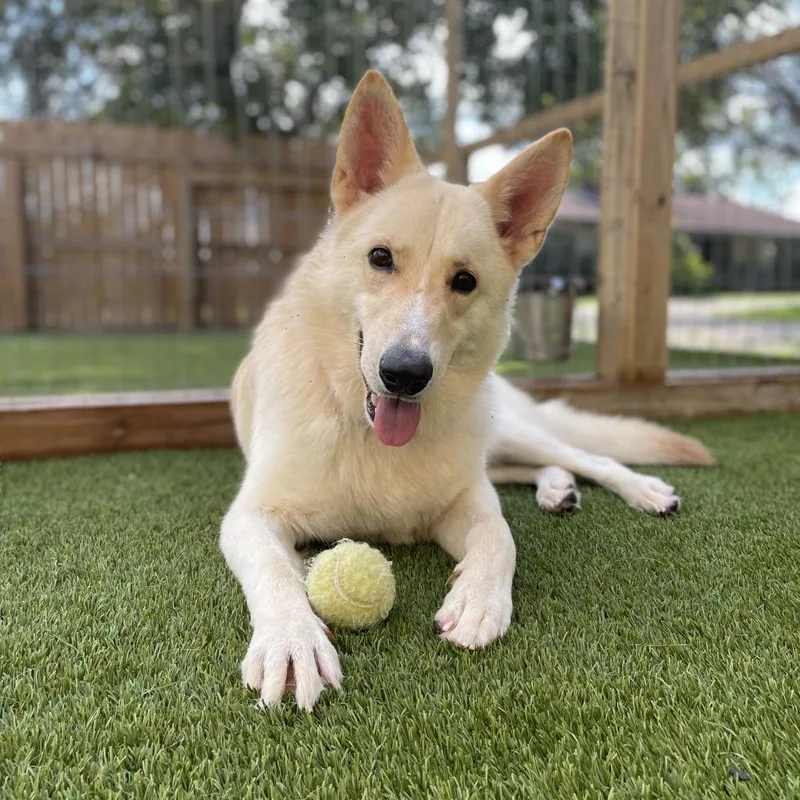 Simba