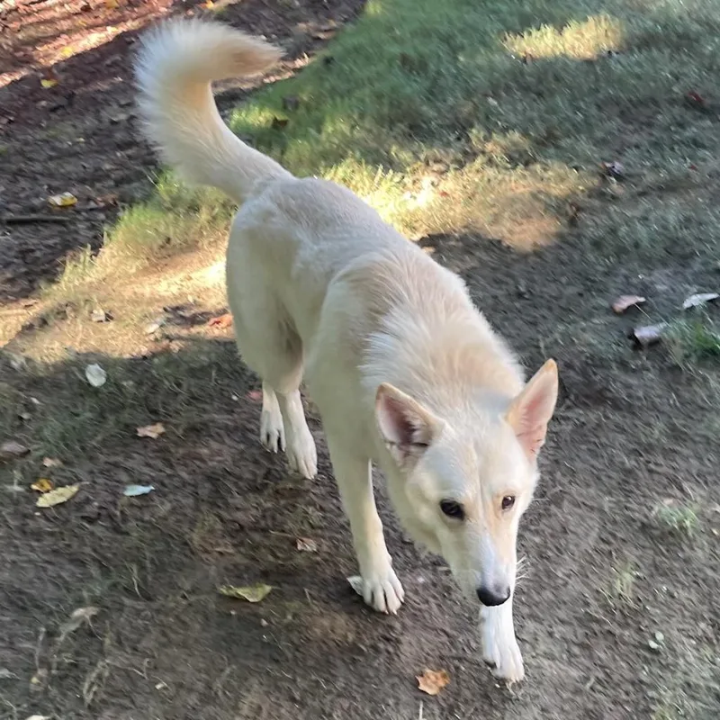 Simba thumbnail 3