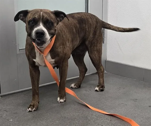 An adult large-sized female Pit Bull Terrier dog named Mocha for adoption in Mesa, AZ