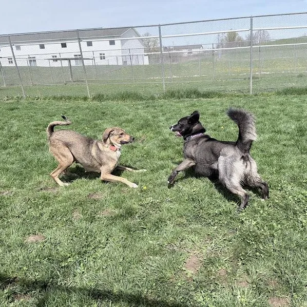 An adult medium-sized female Sable Hound dog named Bahama Momma for adoption in Lake Odessa, MI