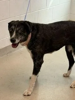 An adult large-sized female Australian Cattle Dog / Blue Heeler dog named Triss for adoption in Haw River, NC