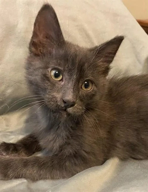 A baby small-sized male Domestic Short Hair cat named Jack for adoption in Sacramento, CA