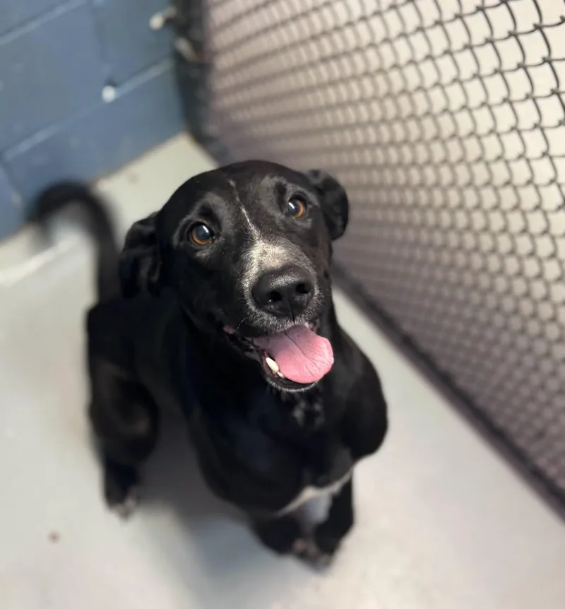 A young medium-sized female Labrador Retriever dog named Fallon Carrington for adoption in Rowlett, TX