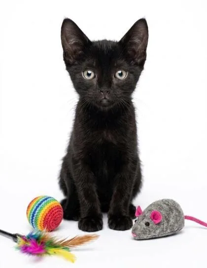 A baby small-sized female Domestic Short Hair cat named Posie for adoption in Cumming, GA