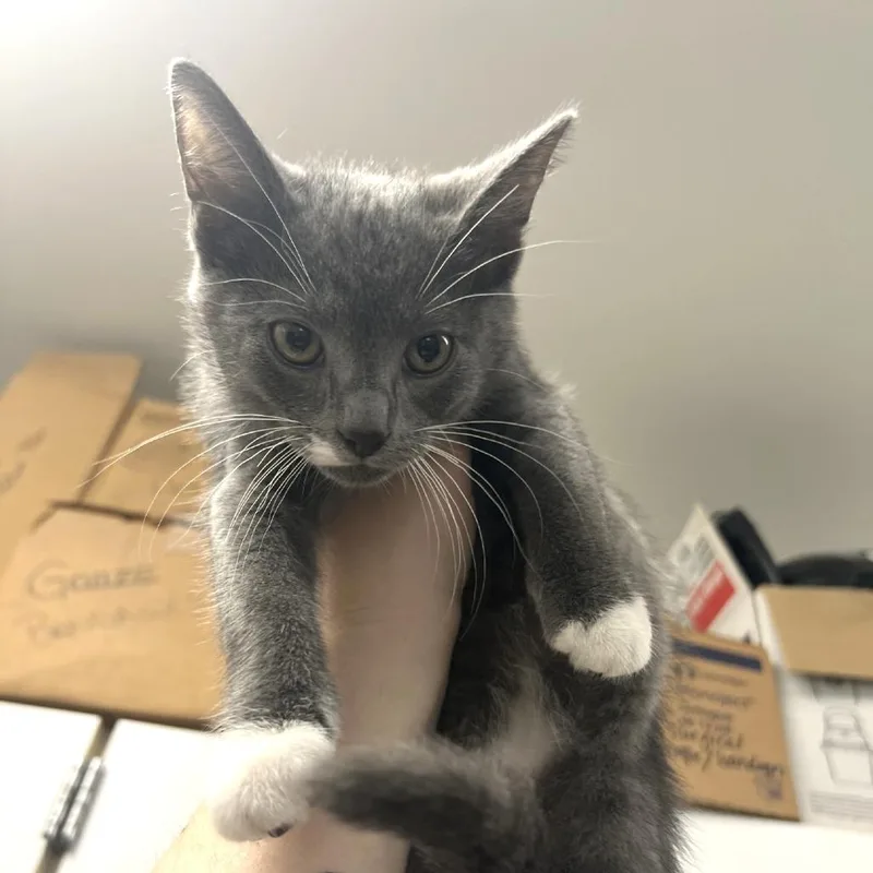 A baby small-sized male Gray / Blue / Silver Domestic Short Hair cat named Dobby for adoption in Albert Lea, MN