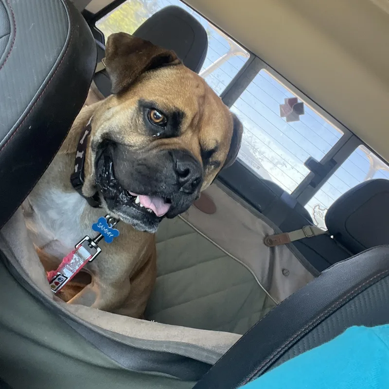 Sammy  Ca thumbnail 2