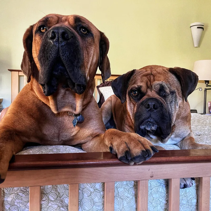 Sammy  Ca thumbnail 3