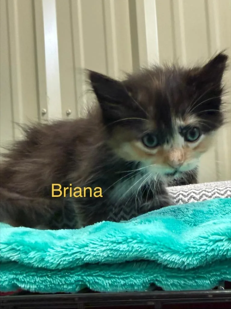 A baby small-sized female Domestic Short Hair cat named Briana for adoption in Saint Francisville, LA