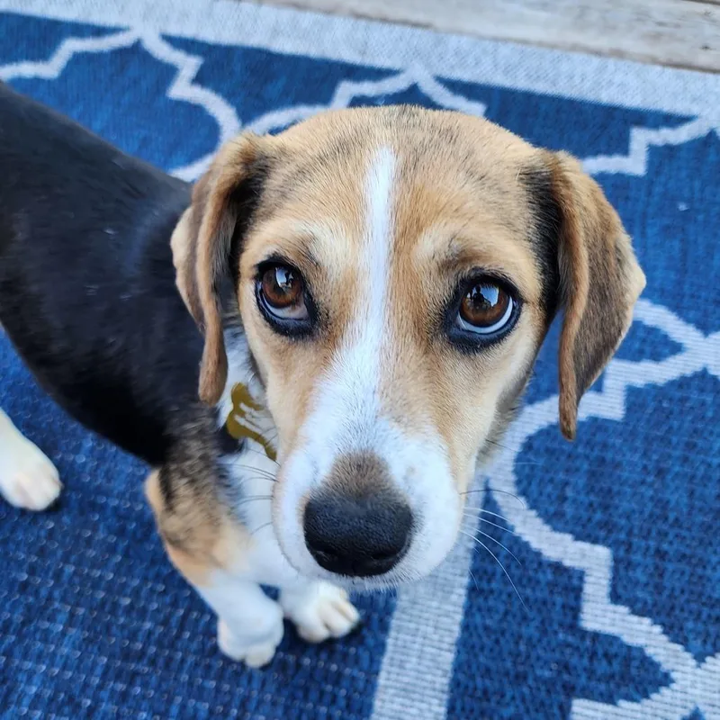 An adult small-sized female Black Beagle dog named Georgia for adoption in Ferndale, MI