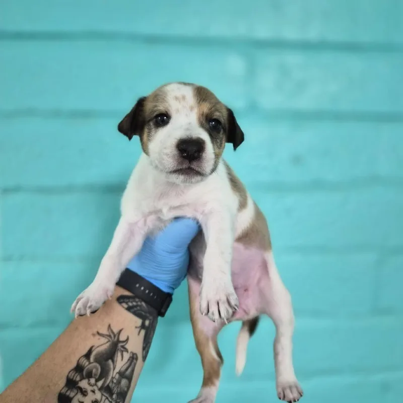 A baby small-sized female White / Cream Coonhound dog named Violet for adoption in Wahiawa, HI