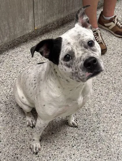 An adult large-sized female White / Cream Pit Bull Terrier dog named Esprit for adoption in Kansas City, MO