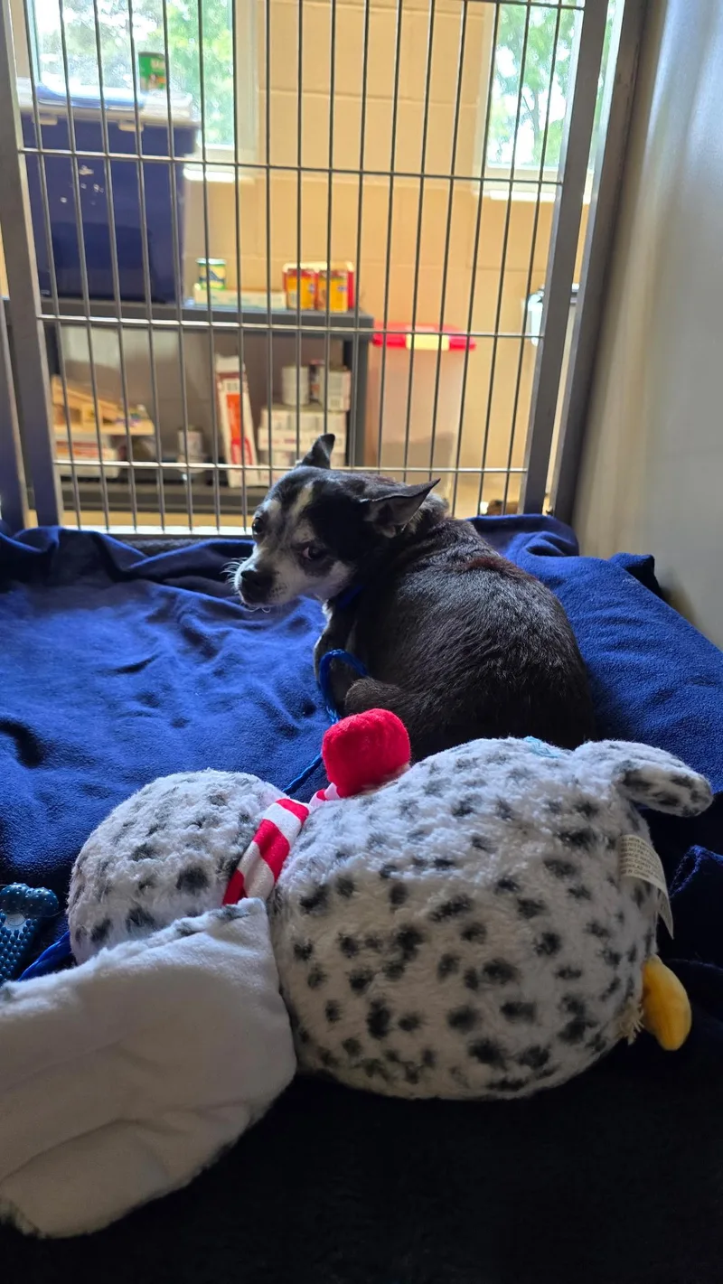 An adult small-sized male Black Chihuahua dog named 26-238 for adoption in Amityville, NY