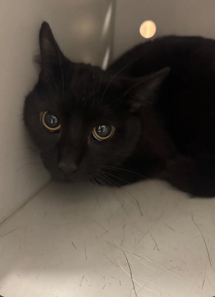 A baby large-sized male American Shorthair cat named Draper for adoption in Greenfield, IN