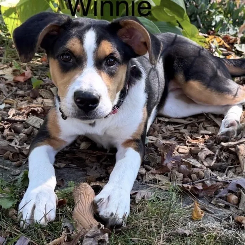Winnie thumbnail 4