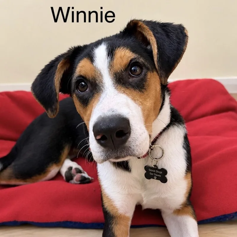 Winnie thumbnail 5