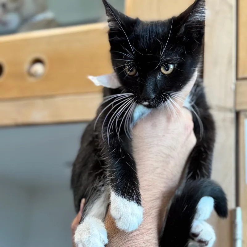 A baby small-sized male Black Domestic Medium Hair cat named Bert City Of Industry for adoption in Chino Hills, CA