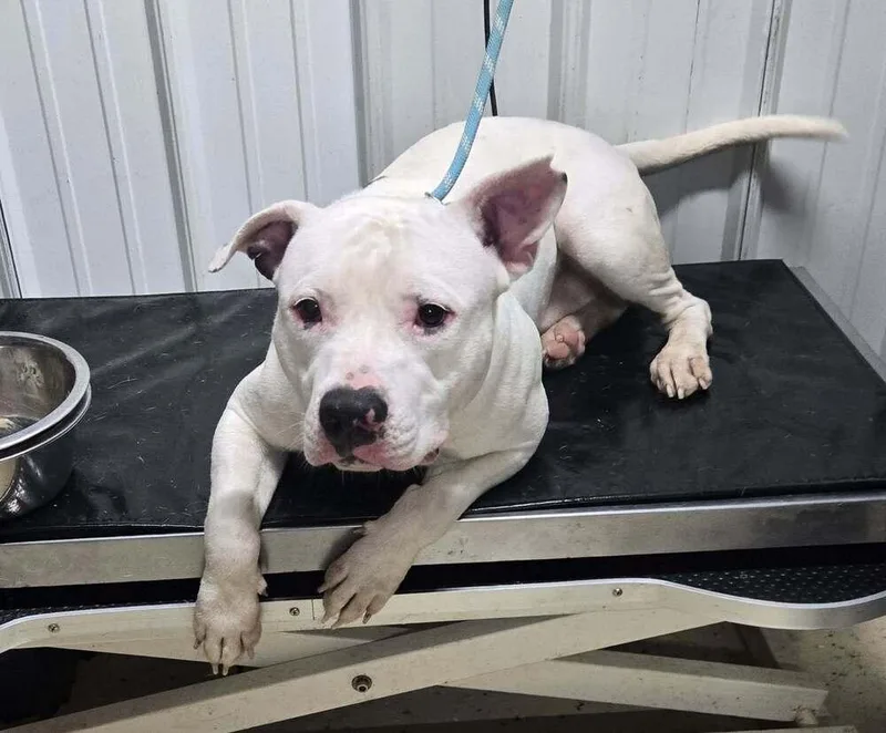 A young medium-sized male White / Cream Pit Bull Terrier dog named Happy Feet for adoption in Waverly, OH