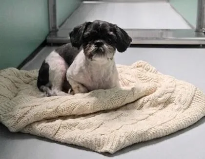 An adult small-sized male Shih Tzu dog named Niko for adoption in Portland, ME