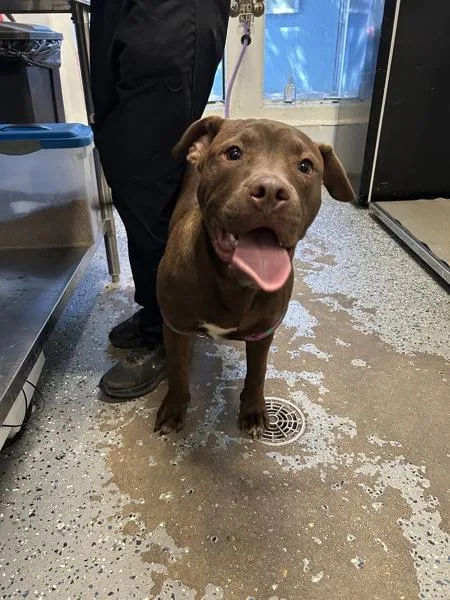 A young large-sized male Labrador Retriever dog named Kupfer for adoption in Mobile, AL