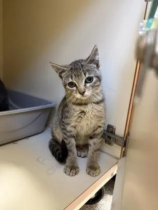 A baby small-sized female Domestic Short Hair cat named Milo for adoption in Pequot Lakes, MN