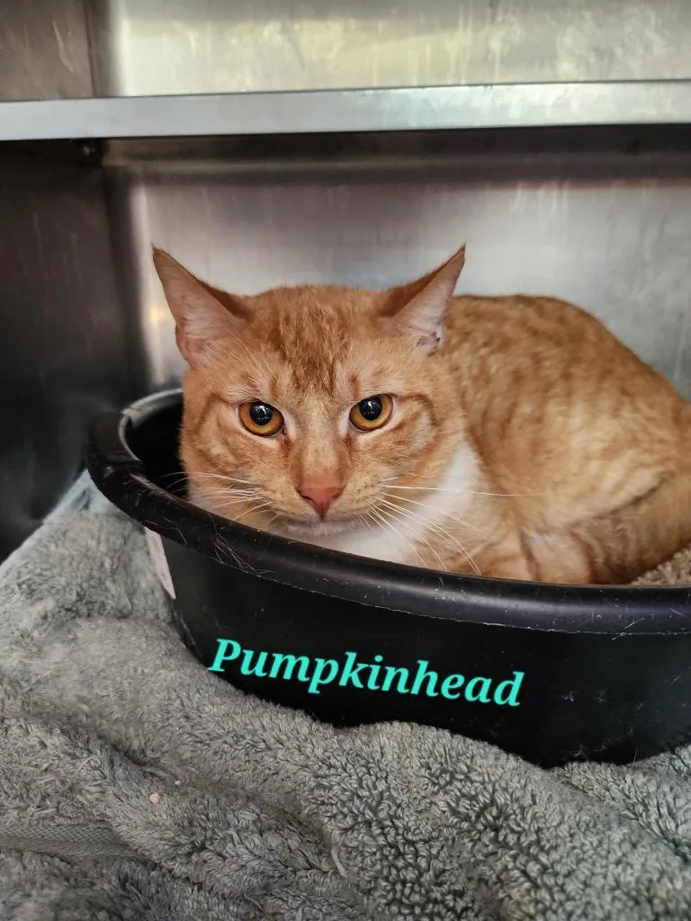 An adult medium-sized male Domestic Short Hair cat named Pumpkinhead for adoption in Cambridge, MD
