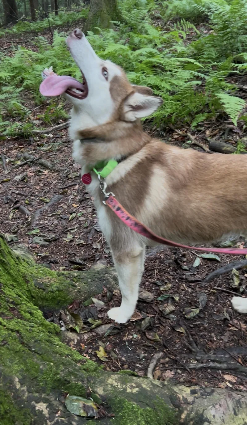 A young medium-sized female Brown / Chocolate Husky dog named Fife for adoption in Millerstown, PA
