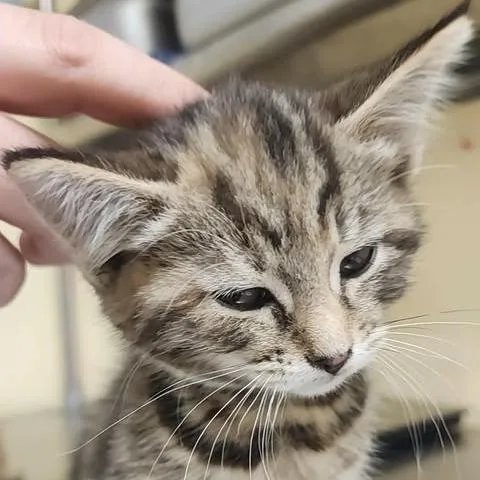 A baby small-sized female Brown / Chocolate Domestic Short Hair cat named Libra for adoption in Shinnston, WV