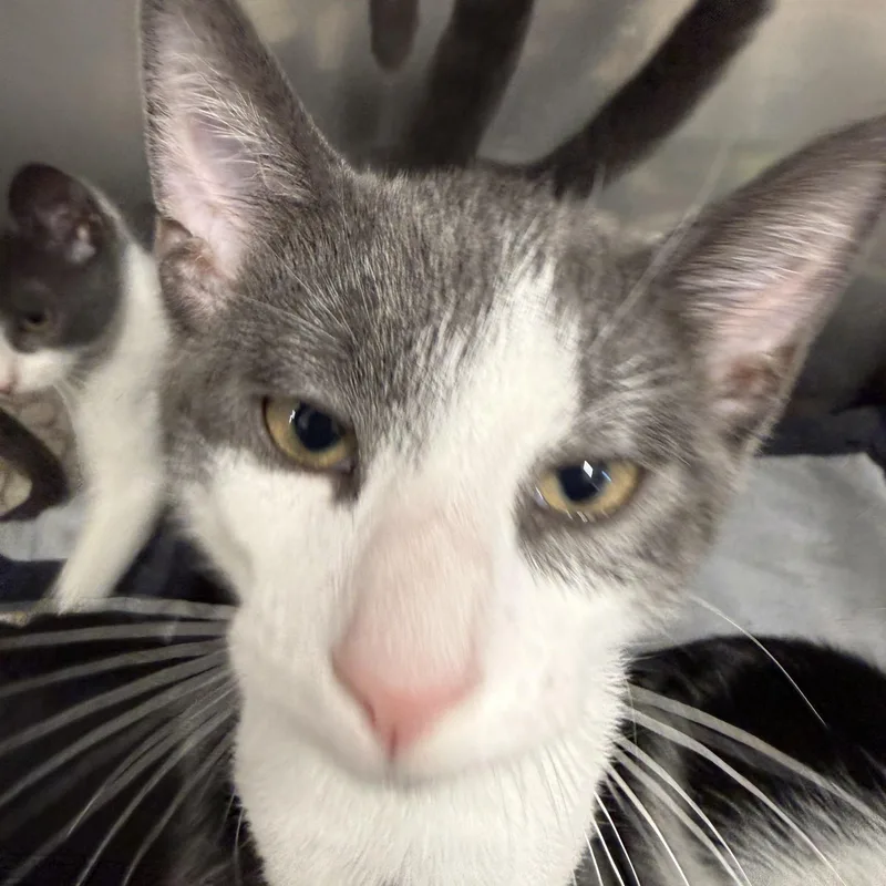 A young medium-sized female Gray & White Domestic Short Hair cat named Chooch for adoption in Exeter, RI
