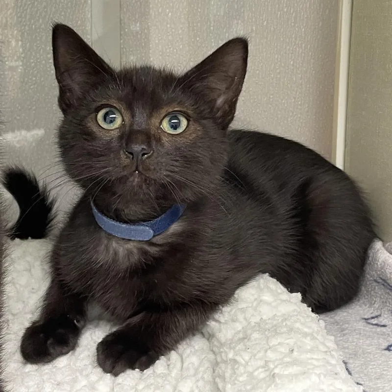 A baby small-sized male Black Domestic Short Hair cat named Malcolm for adoption in Sunnyvale, CA