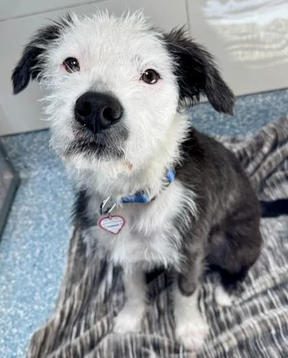 A young medium-sized male Black Terrier dog named Domino for adoption in Santa Cruz, CA