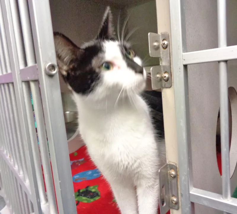 A young small-sized female Black & White / Tuxedo Domestic Short Hair cat named Sabrina for adoption in Delhi, NY