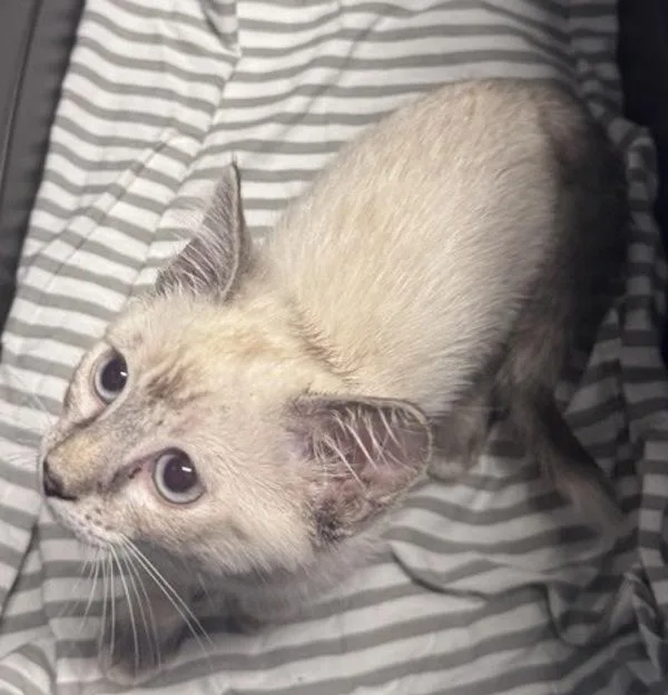A baby medium-sized female Domestic Short Hair cat named Mulan for adoption in Escondido, CA