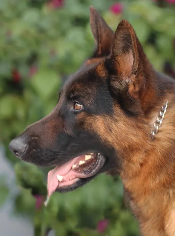 Granger Von Greis thumbnail 2