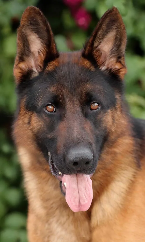 A young large-sized male Black German Shepherd Dog dog named Granger Von Greis for adoption in Los Angeles, CA