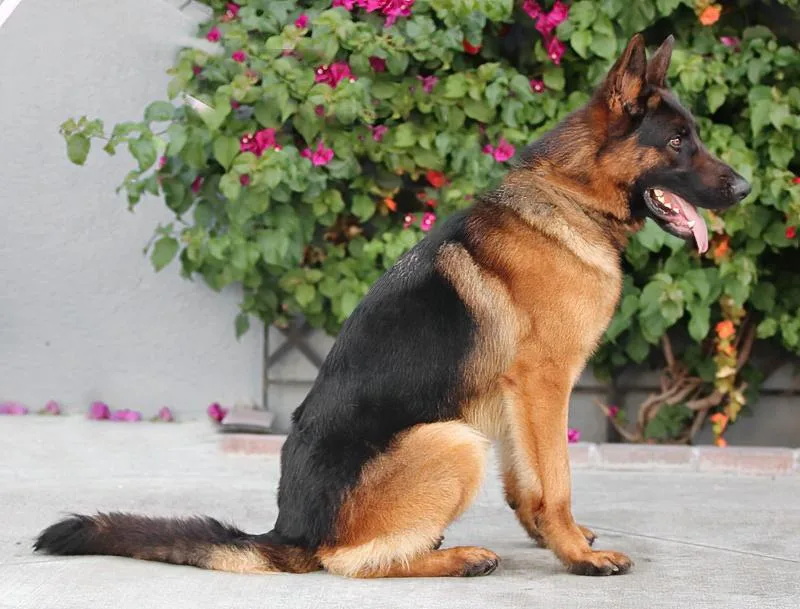 Granger Von Greis thumbnail 3